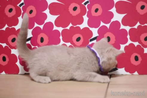 成約済の東京都のスコティッシュフォールド-103705の6枚目